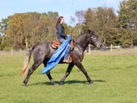 Cheval, Hunter — photo 6