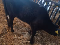 Kuh, Limousin-Kuh — Foto 5