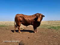सांड, बिफमास्टर — फ़ोटो 3