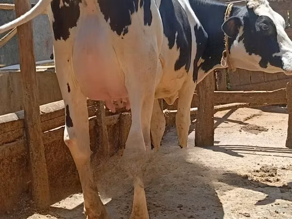 Vache, Race Holstein