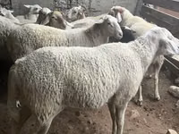 Bélier, Assaf sheep — photo 3