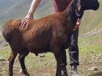 Carnero, Blackheaded Persian sheep — foto 1