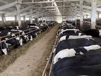 母牛, Yaroslavl cattle — 照片 4