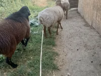 Bélier, Rhon sheep — photo 2