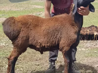 Carnero, Blackheaded Persian sheep — foto 2