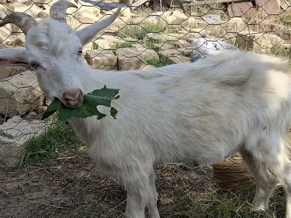 Козы (партия, пол не указан), Зааненская коза