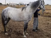 Cheval, Friesian sport horse — photo 3