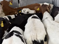 أبقار (دفعة، الجنس غير محدد), Simmental cattle — الصورة 6