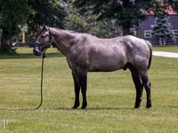 حصان, Quarter Horse — الصورة 1