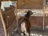 Cow, Cattle — photo 3