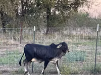Vache, Brahmane — photo 8