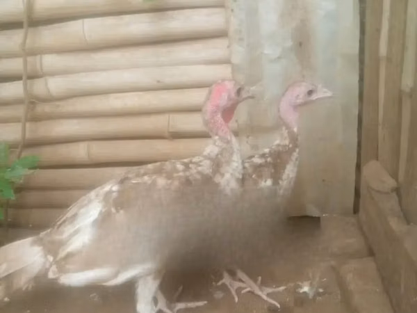 बोर्बन रेड