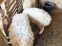 Bélier, Moutons — photo 3