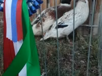 Ducks — الصورة 1