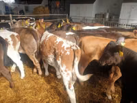 牛只（批次，未指定性别）, Simmental cattle — 照片 6
