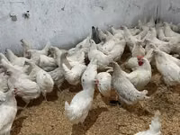 लेघोर्न — फ़ोटो 2