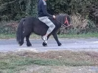 Mare, Horses — photo 2