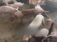 公猪 — 照片 1