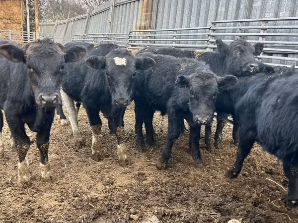 Taureau, Aberdeen-Angus