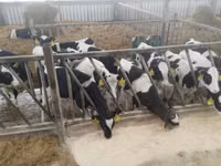 Taureau, Russian Black pied cattle — photo 7