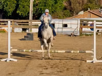 公马, Quarter Horse — 照片 4