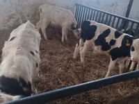 सांड, Russian Black pied cattle — फ़ोटो 8