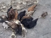 Chickens — फ़ोटो 7
