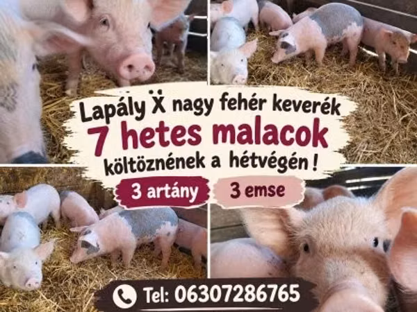 Sow, 