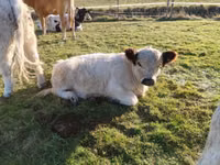 公牛, Galloway cow — 照片 2