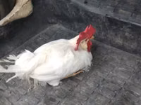 Chickens — photo 2