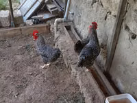 Slovenian Barred Hen — photo 1