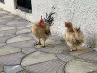 Chickens — photo 3