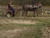 Cheval, Rocky Mountain Horse — photo 2
