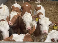 Rinder (Partie, Geschlecht nicht angegeben), Simmental cattle — Foto 5
