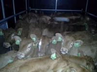 Bulle, Limousin-Kuh — Foto 5