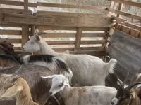 Ziegenbock, Ziegen — Foto 7