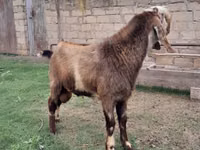 Billy Goat, Nubian Goat — photo 2