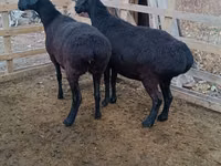 公羊, Edilbay sheep — 照片 4