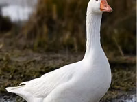 लिंडा — फ़ोटो 3