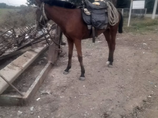 Mare, Karabakh horse