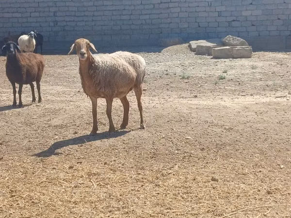 公羊, Ordabasy sheep