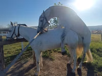 Mare, Orlov Trotter — photo 3