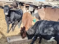 母牛, Cattle — 照片 6