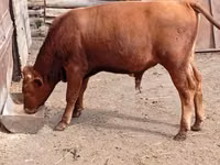 Toro, Ganado vacuno — foto 3