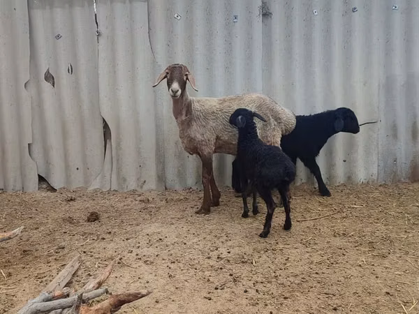 نعجة, Arashan sheep