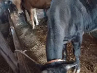 公牛, Cattle — 照片 2