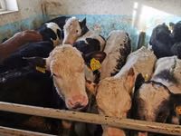 公牛, Cattle — 照片 4
