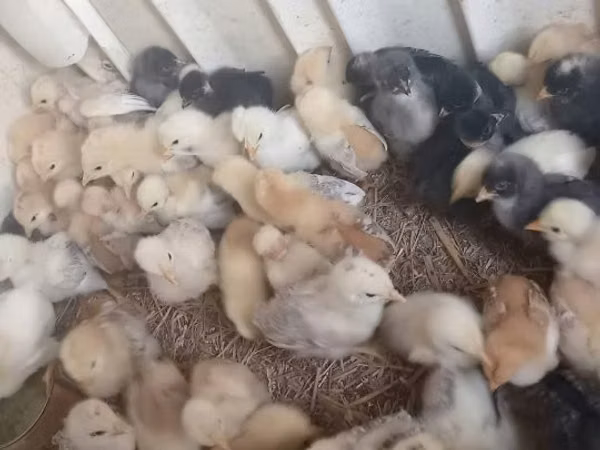 Chickens