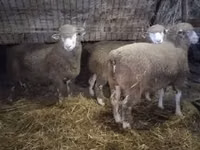 公羊, Ile-de-France sheep — 照片 3