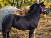 Horse (M), Horses — photo 1